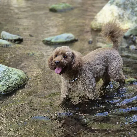 Wilcza Polana Kolo Miedzygorza Z Jacuzzi I Sauna Horská chata Jaworek