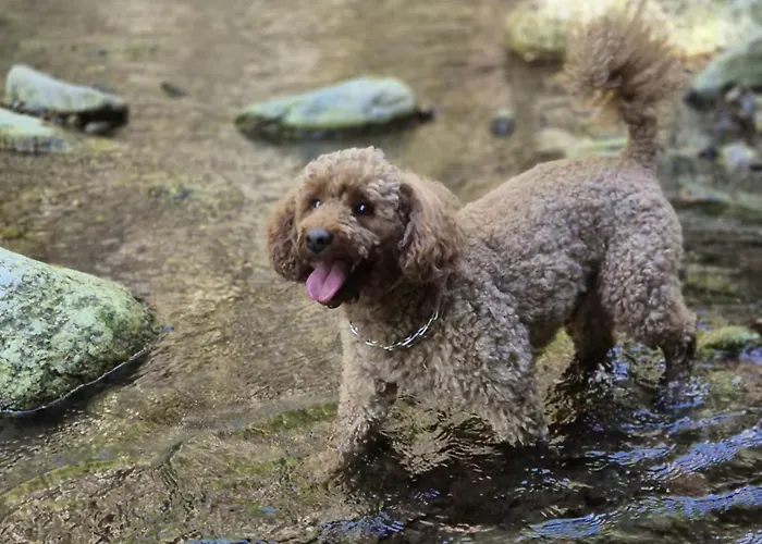 Wilcza Polana Kolo Miedzygorza Z Jacuzzi I Sauna Alpehytte Jaworek